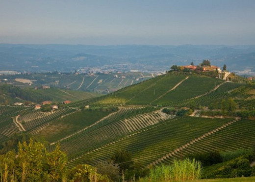 Pio Cesare, producteur de vins du Piémont